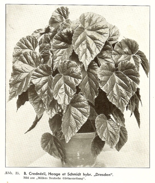 B. ‘Dresden’